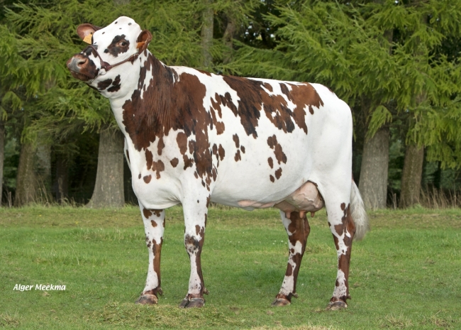 DOSE TAUREAU LIMA - NFR4948130227 - 5688746