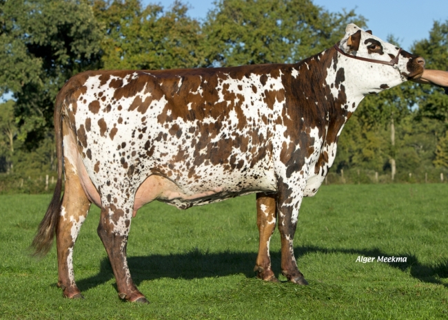 DOSE TAUREAU MANOSQUE - NFR4948130389 - 5691767