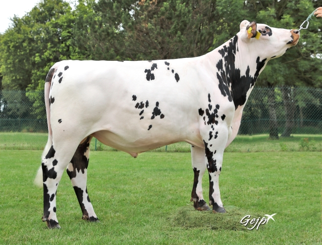 DOSE TAUREAU PREMIO - NFR4948130590 - 5695449