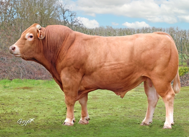 DOSE TAUREAU REPLAY - NFR4949412793 - 3498193