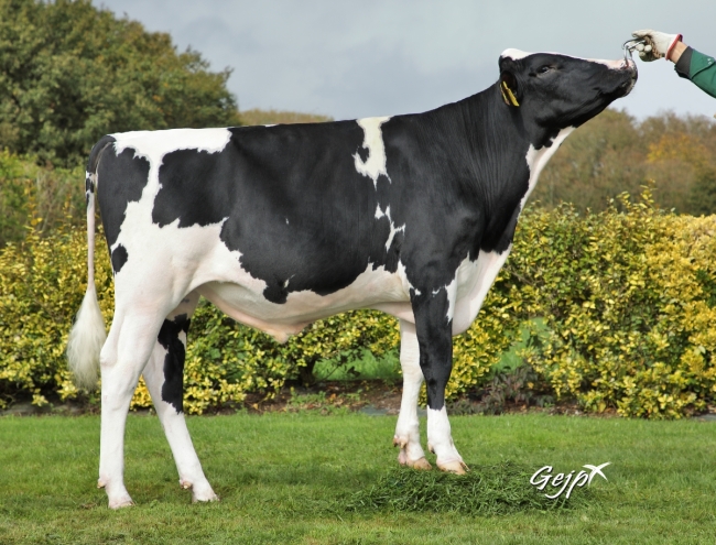DOSE TAUREAU PAYET P - NFR4959456238 - 6695795