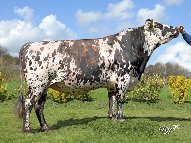 DOSE TAUREAU GAME OVER - NFR4966522981 - 5681200