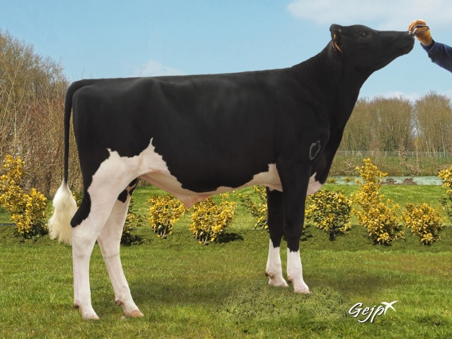 DOSE TAUREAU LAUTO - NFR4972760442 - 6688356