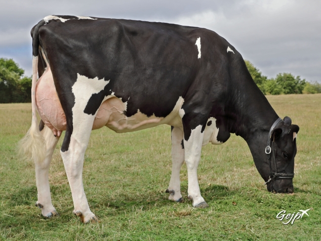 DOSE TAUREAU GIBERVIL - NFR4979286618 - 6682216