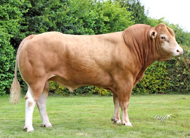 DOSE TAUREAU STUDIO PP - NFR4981291804 - 34A0575