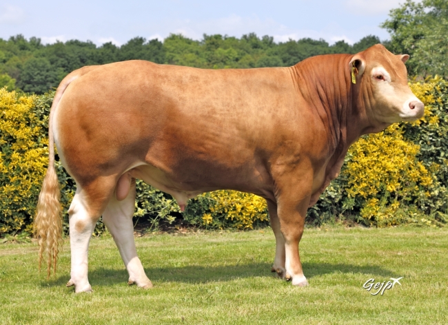 DOSE TAUREAU STUDIO PP - NFR4981291804 - 34A0575
