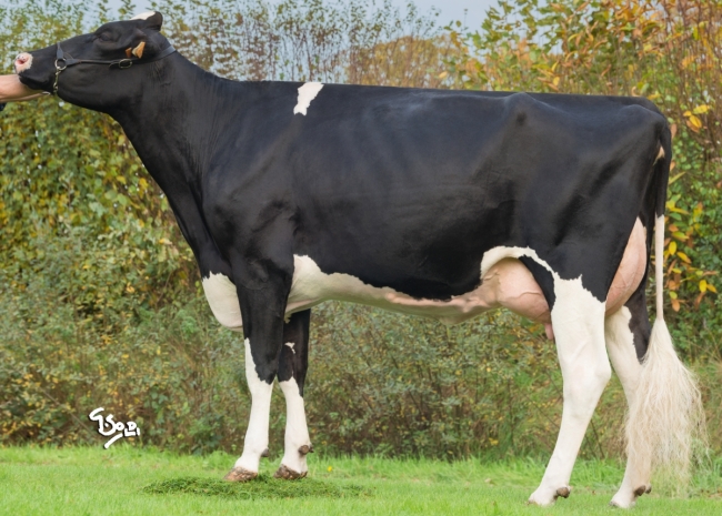 DOSE TAUREAU HADANGE - NFR4984611097 - 6684214