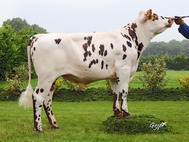DOSE TAUREAU LIQUIDO - NFR4984861596 - 5688748