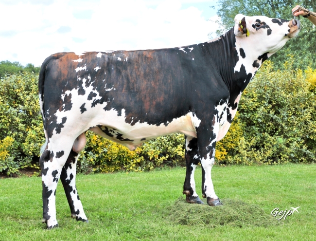 DOSE TAUREAU ROTHEN - NFR5011760983 - 5696938