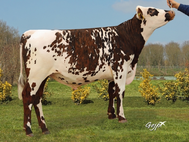 DOSE TAUREAU JANKEE - NFR5012930233 - 5688136