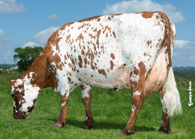 DOSE TAUREAU JANKEE - NFR5012930233 - 5688136