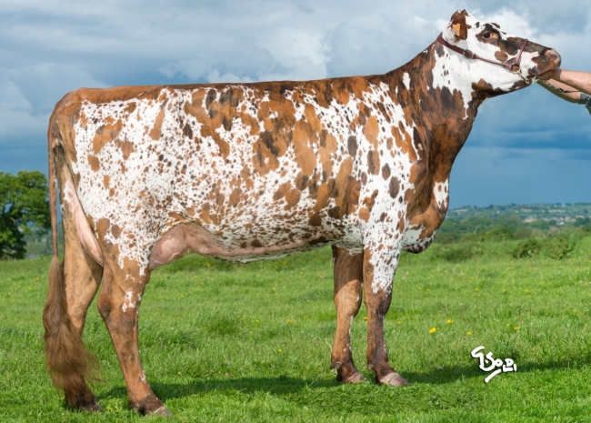 DOSE TAUREAU MALI - NFR5012930390 - 5691354