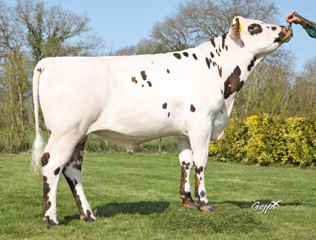 DOSE TAUREAU ROYAUME - NFR5018581281 - 5696592