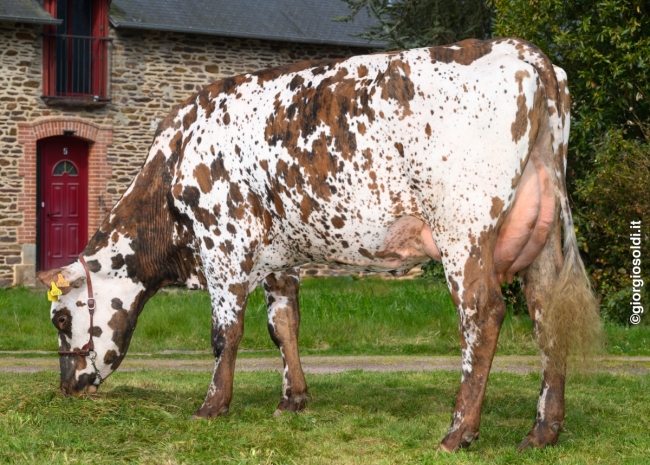 DOSE TAUREAU ROYAUME - NFR5018581281 - 5696592