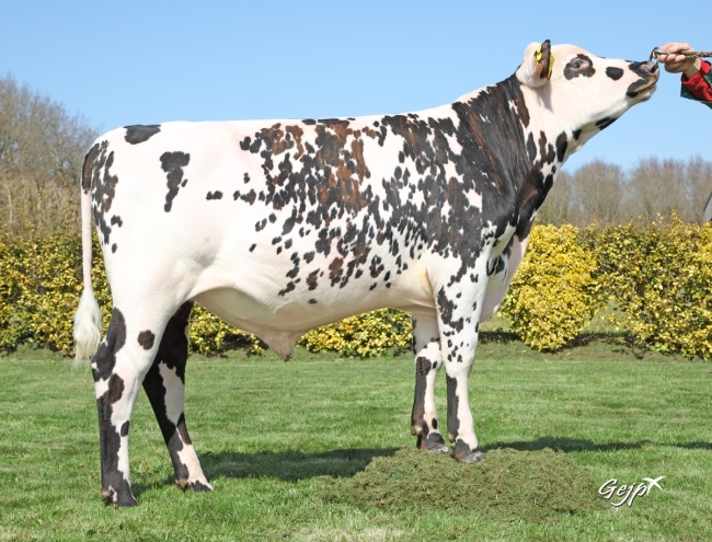 DOSE TAUREAU PALOMINO - NFR5022361136 - 5696593