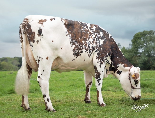 DOSE TAUREAU PALOMINO - NFR5022361136 - 5696593