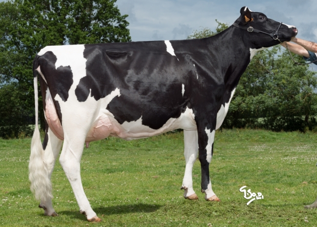 DOSE TAUREAU NIKLY - NFR5027780683 - 6693997