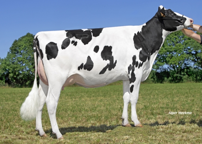 DOSE TAUREAU NALBANJO - NFR5027780684 - 6692894