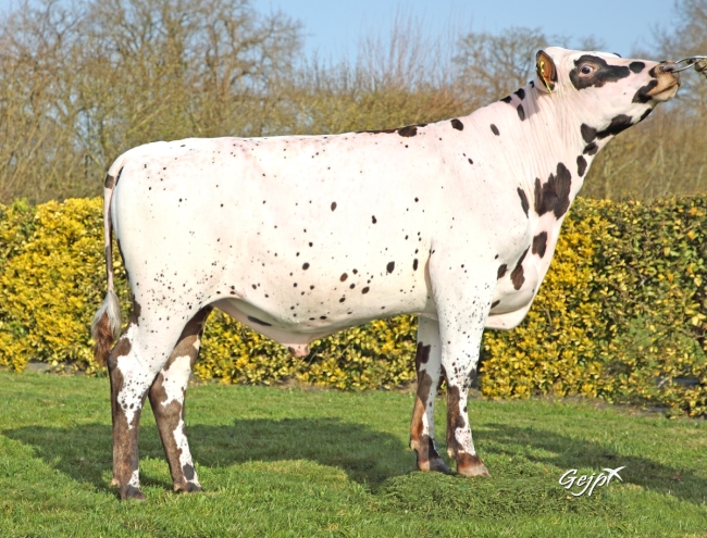 DOSE TAUREAU SAGNOL - NFR5028990718 - 5698208