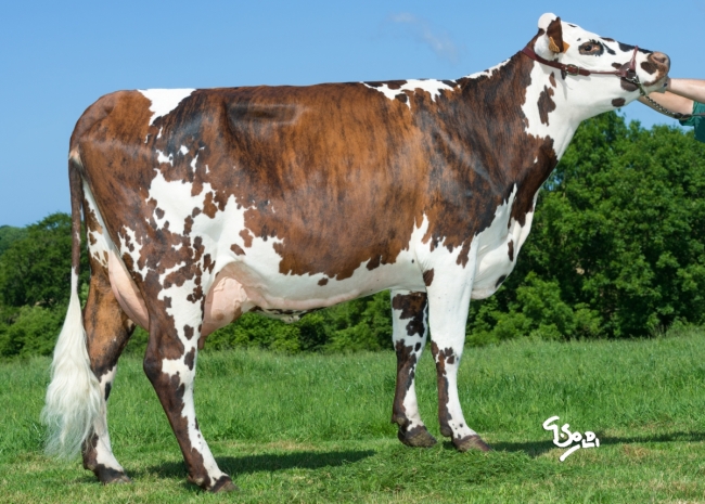 DOSE TAUREAU NAIRO - NFR5035332845 - 5692096