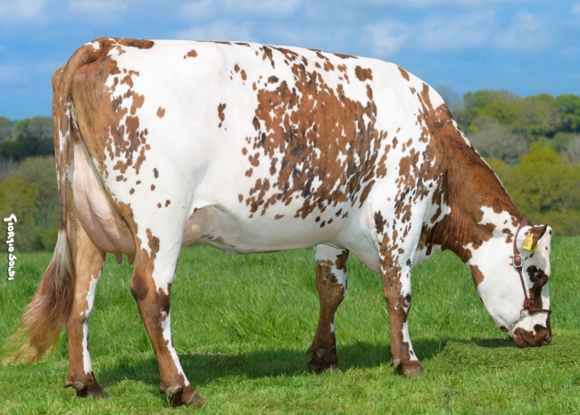 DOSE TAUREAU RONALDO - NFR5035333355 - 5697594