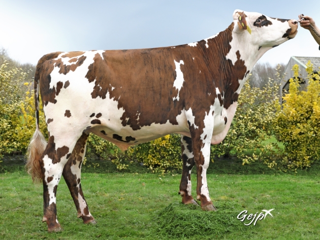 DOSE TAUREAU OSIRIS - NFR5046740237 - 5692989