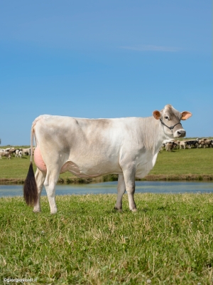 DOSE TAUREAU OPTIMAL - NFR5238483960 - 2195156