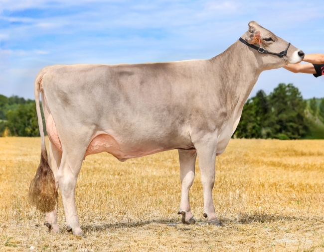 DOSE TAUREAU OPTIMAL - NFR5238483960 - 2195156