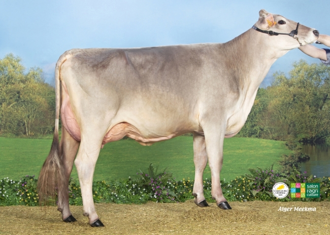DOSE TAUREAU OPTIMAL - NFR5238483960 - 2195156