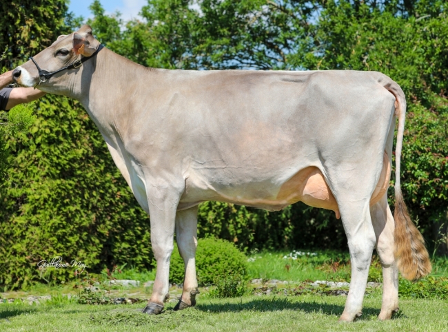 DOSE TAUREAU OPTIMAL - NFR5238483960 - 2195156