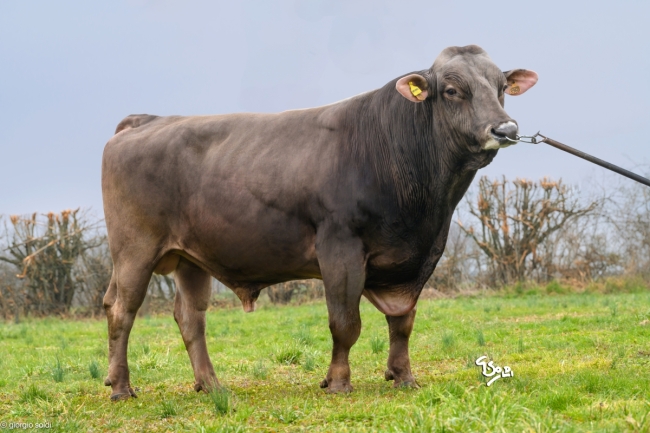 DOSE TAUREAU OPTIMAL - NFR5238483960 - 2195156
