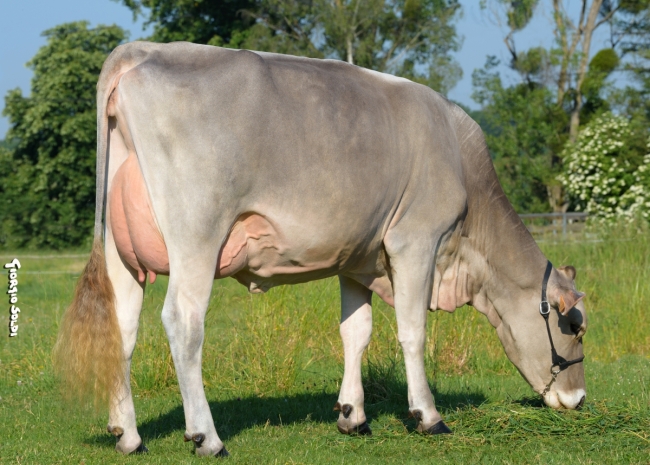 DOSE TAUREAU OPTIMAL - NFR5238483960 - 2195156