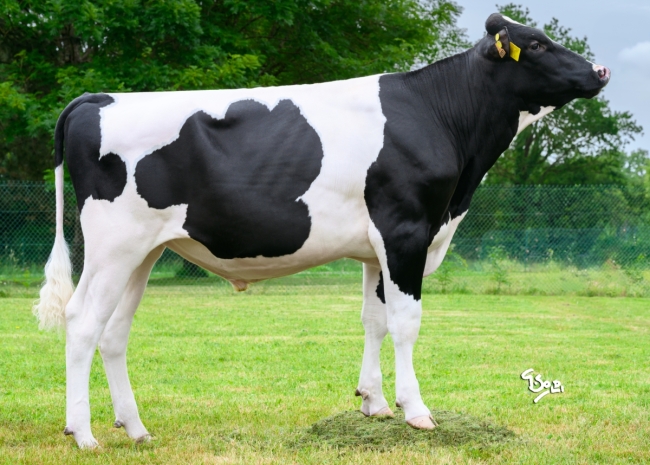 DOSE SEXE 2M 90 F VERBATIM - XFR5300175853 - 66A3555