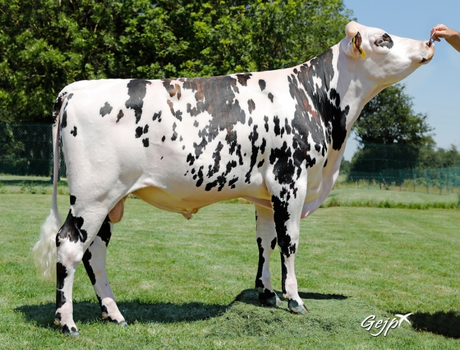 DOSE TAUREAU PALADIN - NFR5339351049 - 5695450