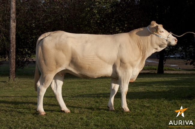 DOSE TAUREAU ANGELO - NFR5343396363 - 7970017