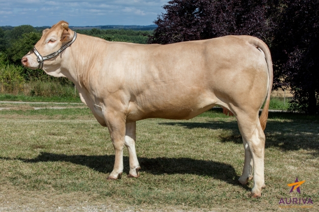 DOSE TAUREAU GAELIC - NFR5343396600 - 7982896