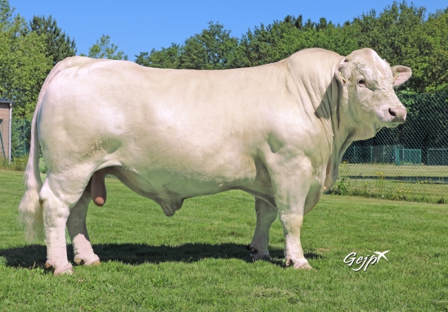 DOSE SEXEE MALE 90 TAUREAU NOUNOURS - YFR5343819748 - 3894604