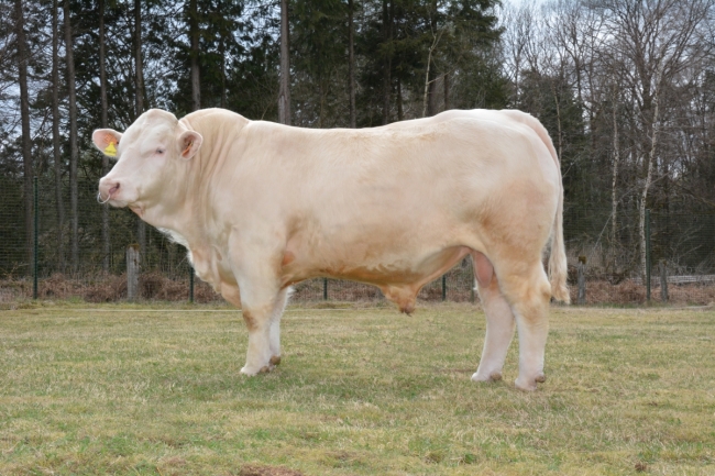 DOSE SEXEE MALE 90 TAUREAU NOUNOURS - YFR5343819748 - 3894604