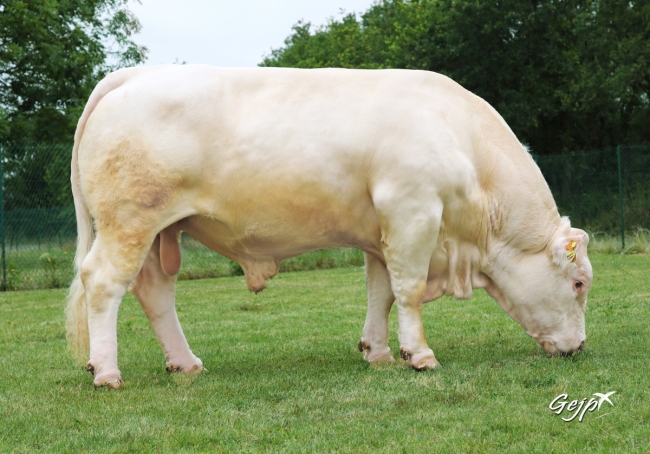 DOSE SEXEE MALE 90 TAUREAU NOUNOURS - YFR5343819748 - 3894604