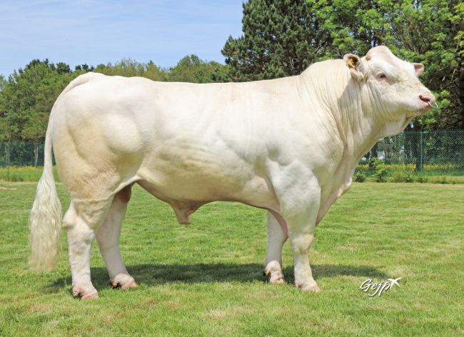 DOSE TAUREAU RONAN - NFR5343819904 - 38A0044