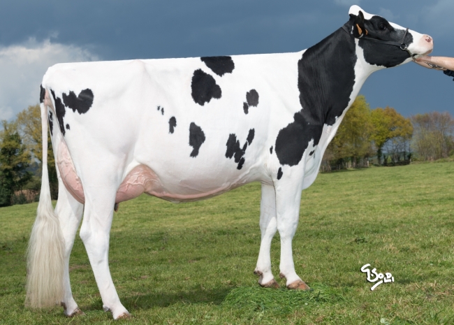 DOSE TAUREAU MIKABAY - NFR5344216738 - 6691682