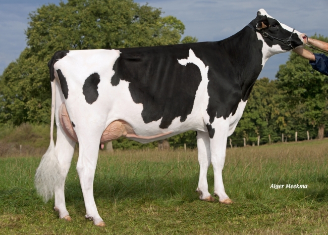 DOSE TAUREAU MIKABAY - NFR5344216738 - 6691682