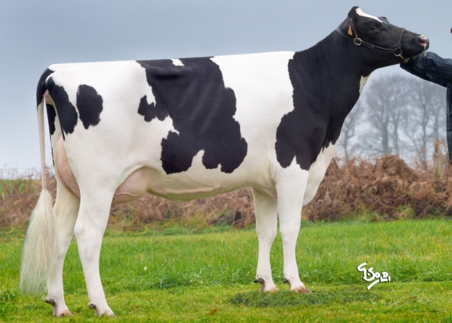 DOSE TAUREAU SORBAY P - NFR5344217368 - 6698770