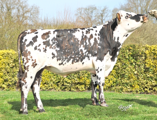 DOSE TAUREAU ROSSINI - NFR5345601818 - 5698209