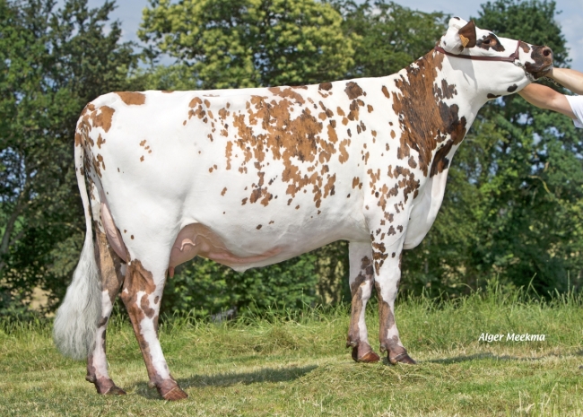 DOSE TAUREAU ORAN - NFR5346019577 - 5692991