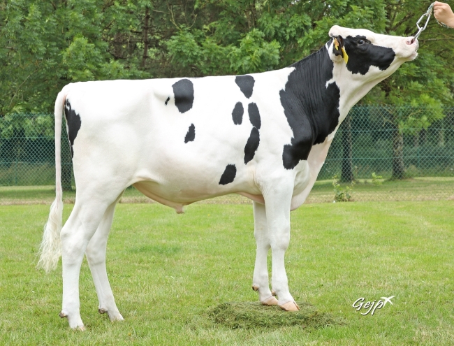 DOSE TAUREAU UCCELLINI - NFR5356775491 - 66A2448
