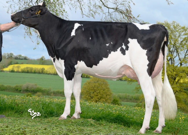 DOSE TAUREAU UGOWEST RF - NFR5356775506 - 66A2848