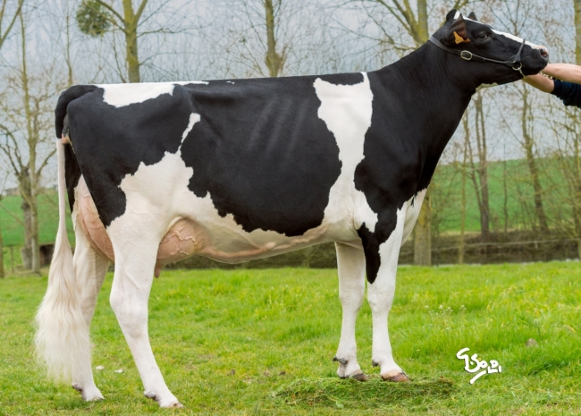 DOSE TAUREAU ONEIL - NFR5368981144 - 6693038