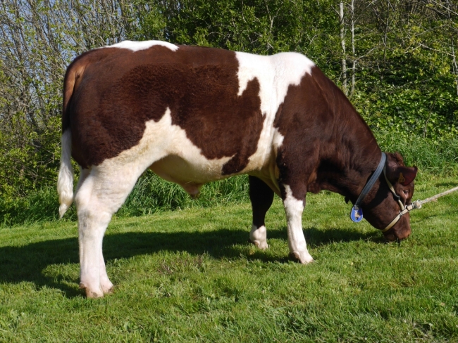 DOSE SEXEE MALE 90 TAUREAU PAPILLON - YFR5369399736 - 4196360