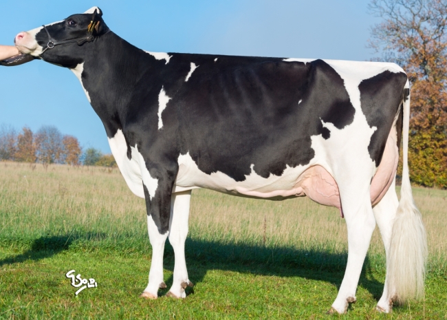 DOSE TAUREAU NUMBER - NFR5371889343 - 6692278